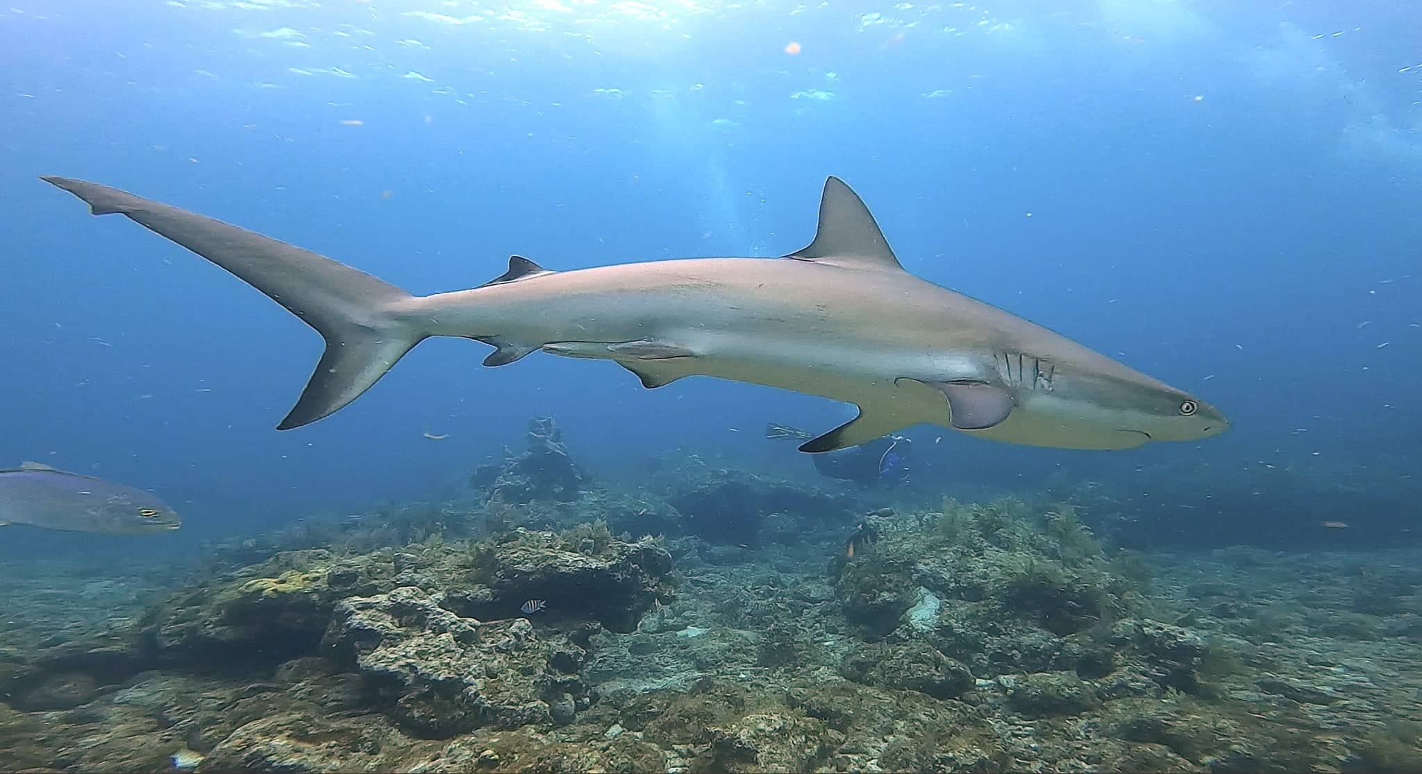 caribbean reef shark at north dry rocks, key largo