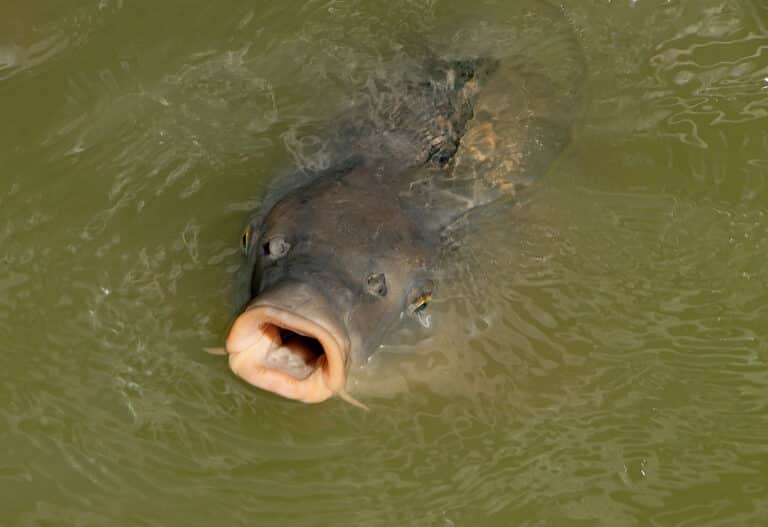 cyprinus carpio 01 cyprinus carpio 01