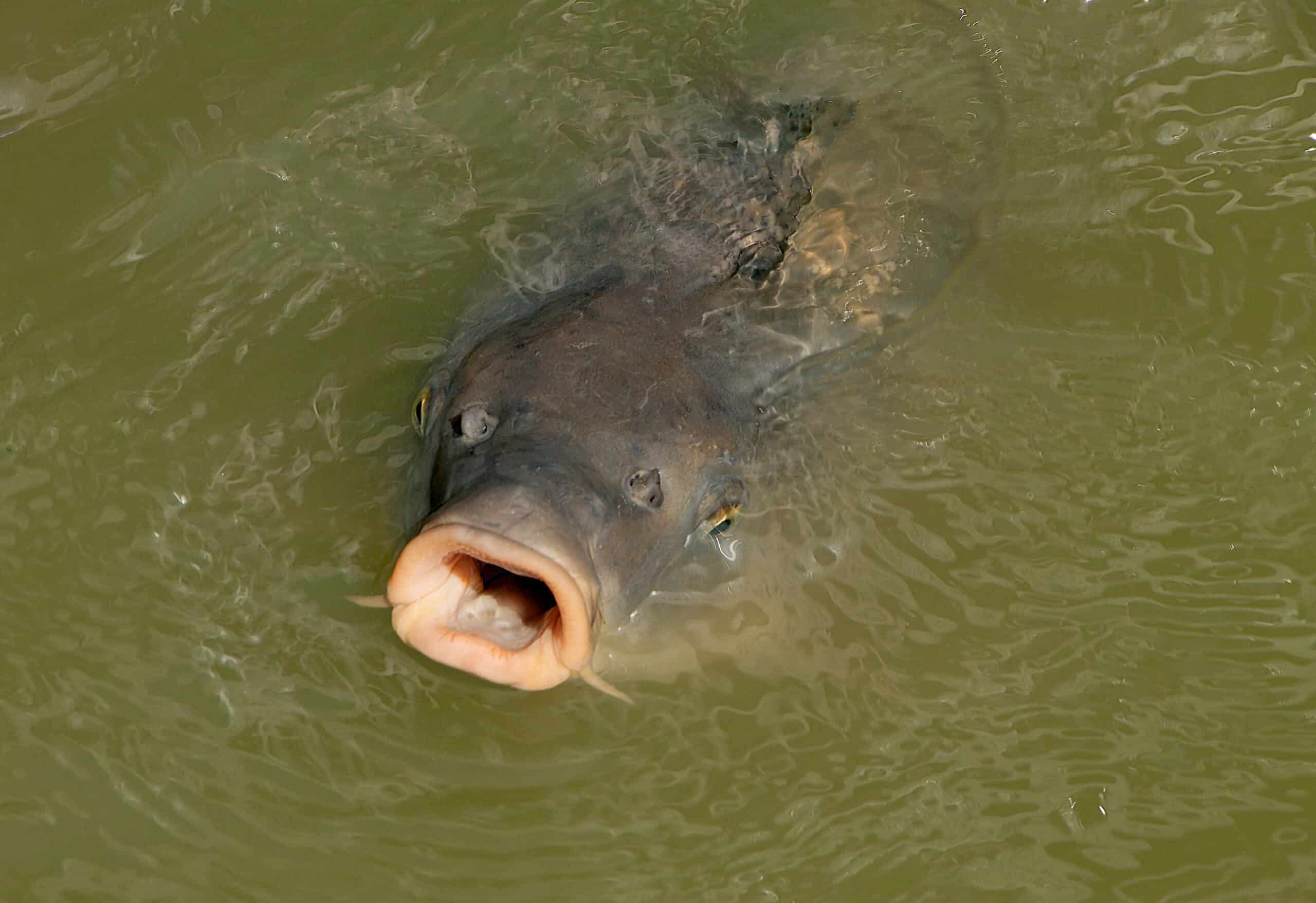 cyprinus carpio 01 cyprinus carpio 01