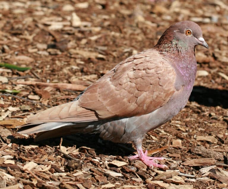 red columba livia