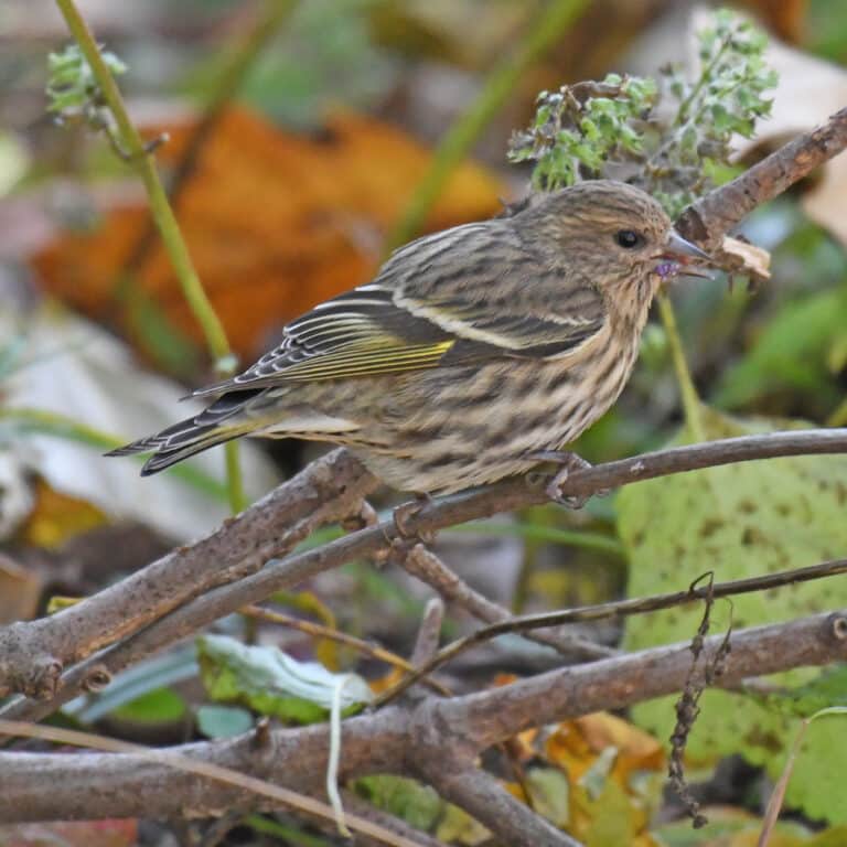 pine siskin turkey point 11.3.20 dsc 1318