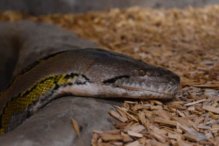 reptilarium du larzac malayopython reticulatus 09 reptilarium du larzac malayopython reticulatus 09