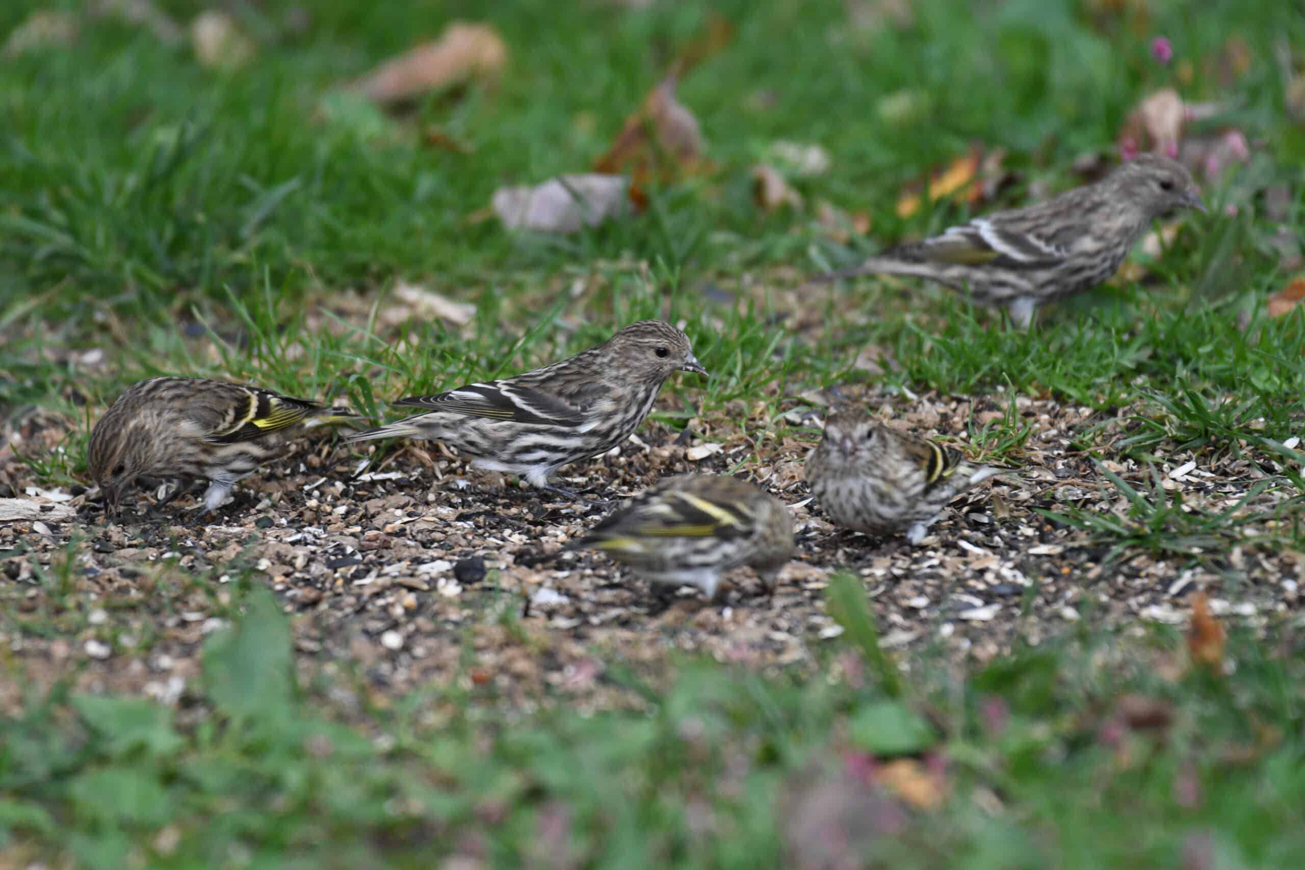 pine siskin lilian’s home 10.10.20 dsc 6313