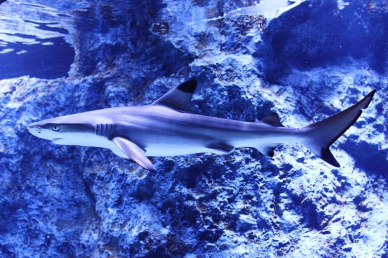 blacktip reef shark. (tsumaguro)
