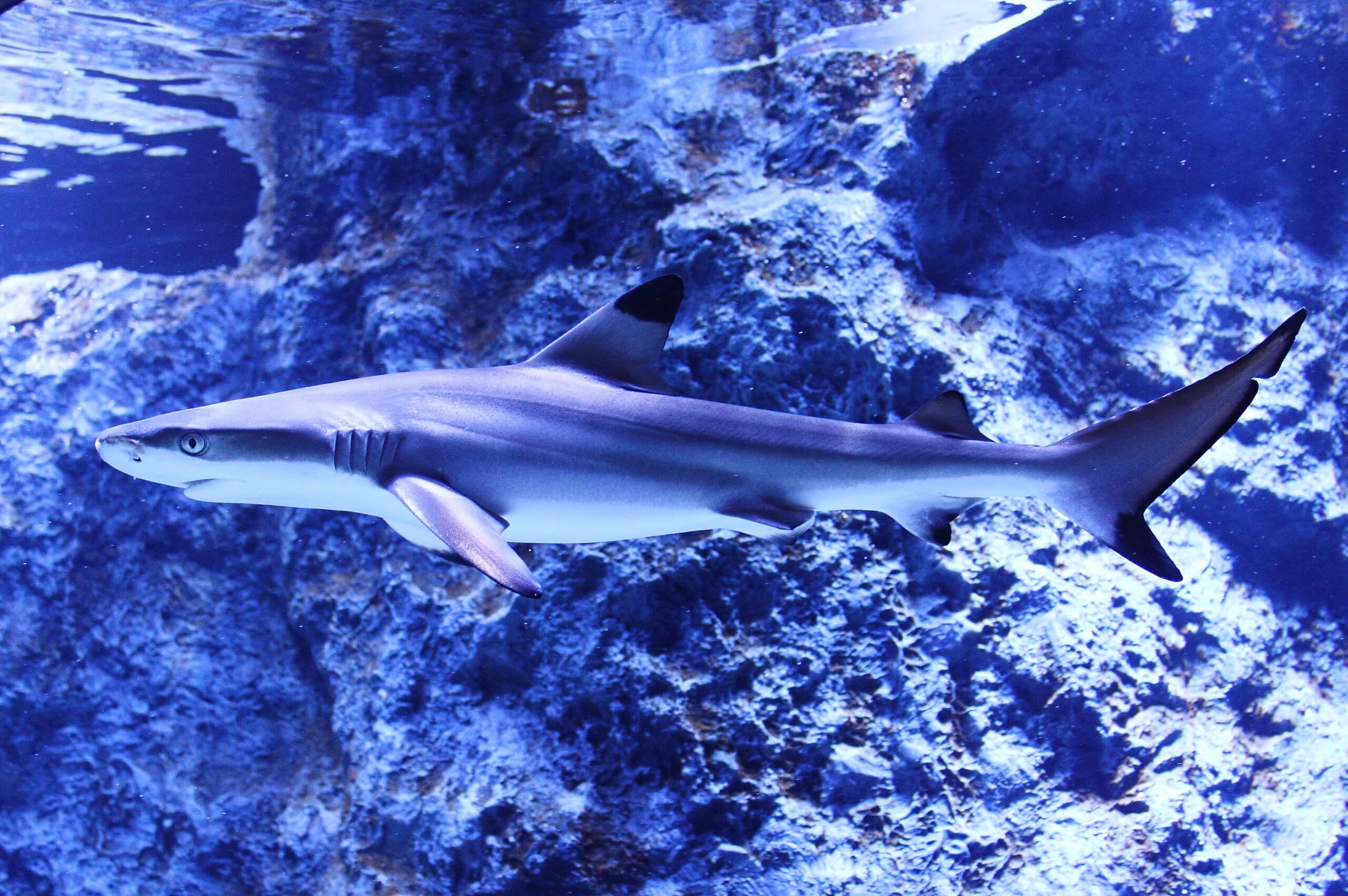 blacktip reef shark. (tsumaguro)