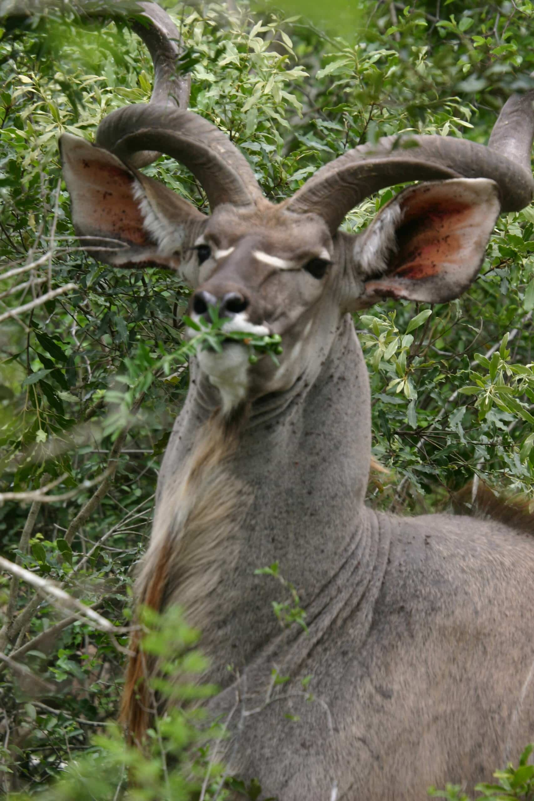 male kudu eating male kudu eating