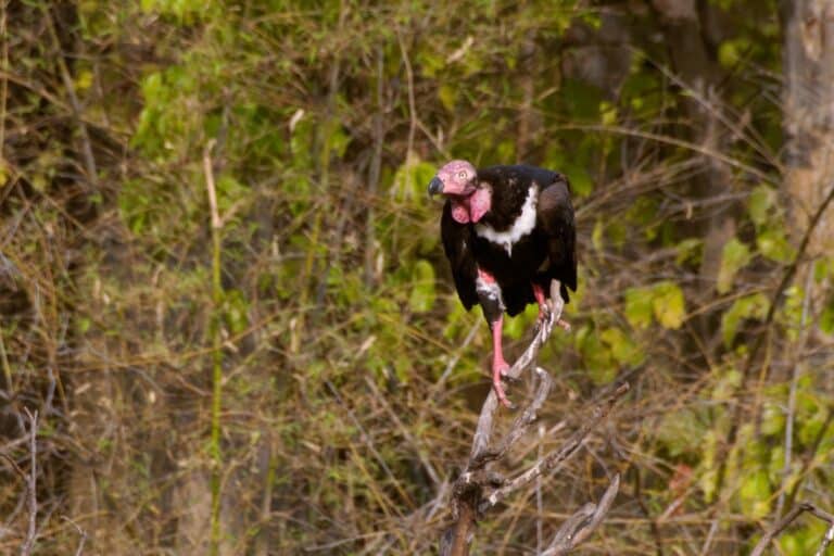 red headed vulture sarcogyps calvus