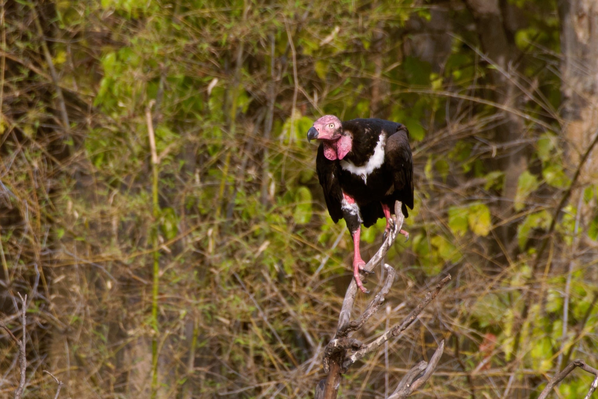 red headed vulture sarcogyps calvus