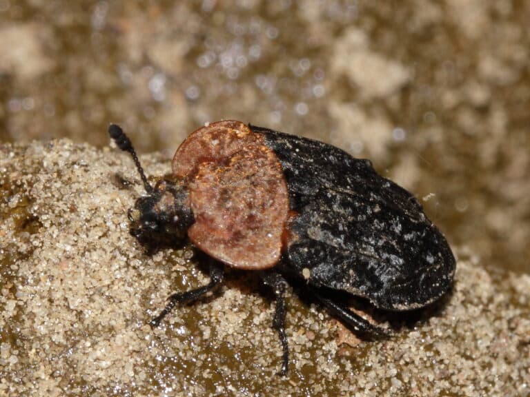 file:oiceoptoma thoracicum (silphidae) (10105564756).jpg file:oiceoptoma thoracicum (silphidae) (10105564756).jpg