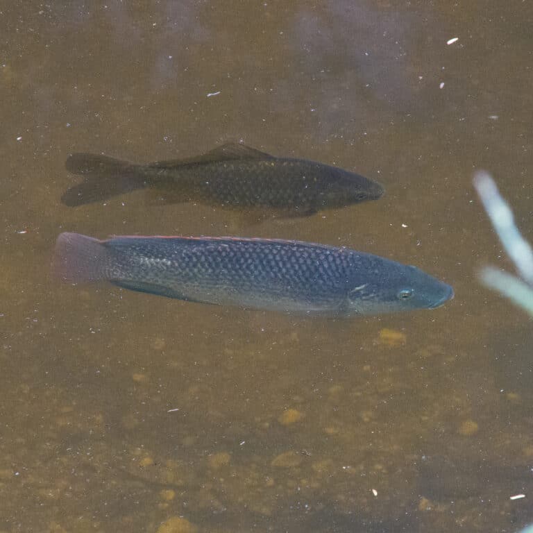 common carp cyprinus carpio and mozambique tilapia oreochromis mossambicus downfall creek 7th brigade park chermside imgp1926 common carp cyprinus carpio and mozambique tilapia oreochromis mossambicus downfall creek 7th brigade park chermside imgp1926