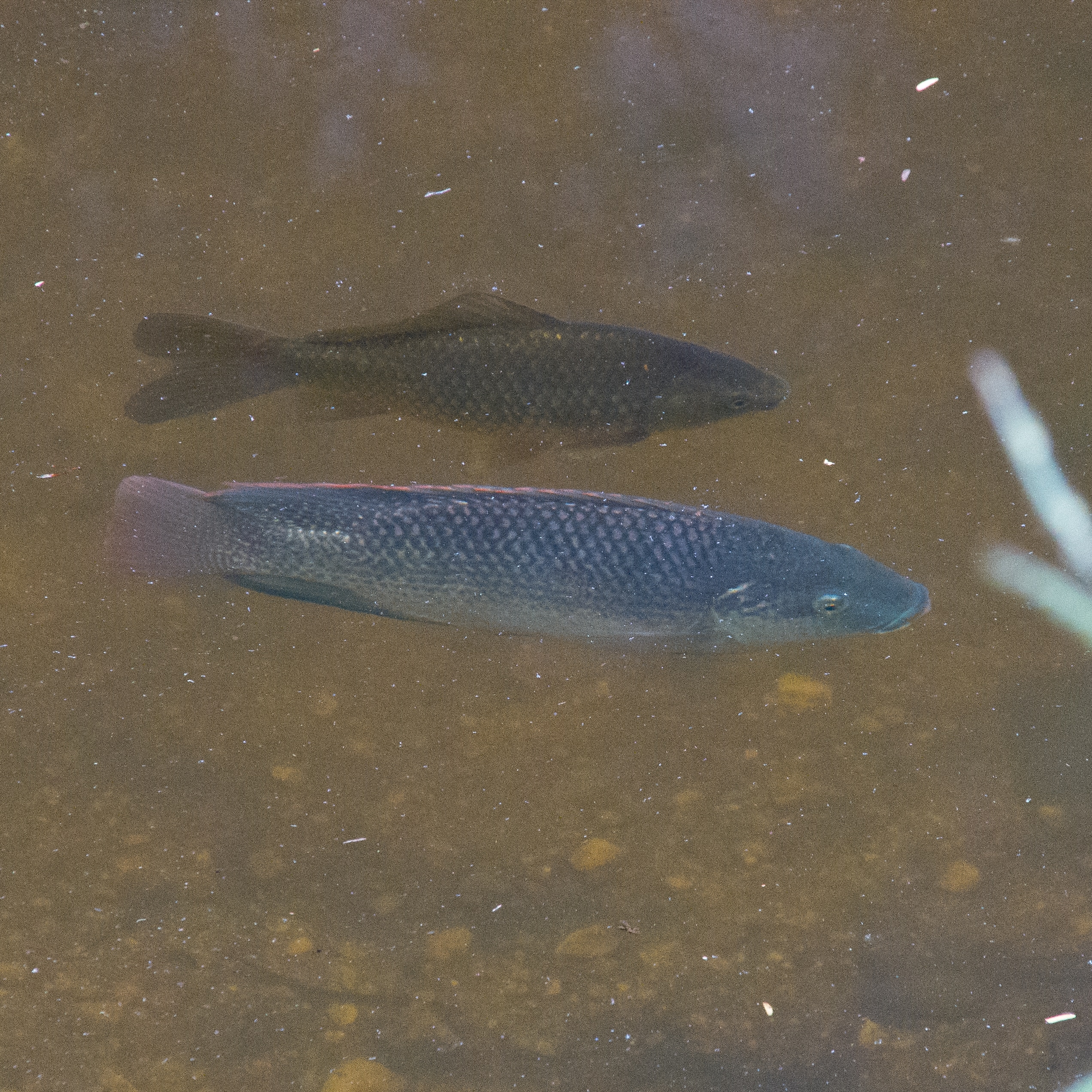 common carp cyprinus carpio and mozambique tilapia oreochromis mossambicus downfall creek 7th brigade park chermside imgp1926 common carp cyprinus carpio and mozambique tilapia oreochromis mossambicus downfall creek 7th brigade park chermside imgp1926