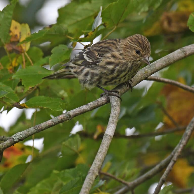 pine siskin lilian’s home 10.10.20 dsc 6596