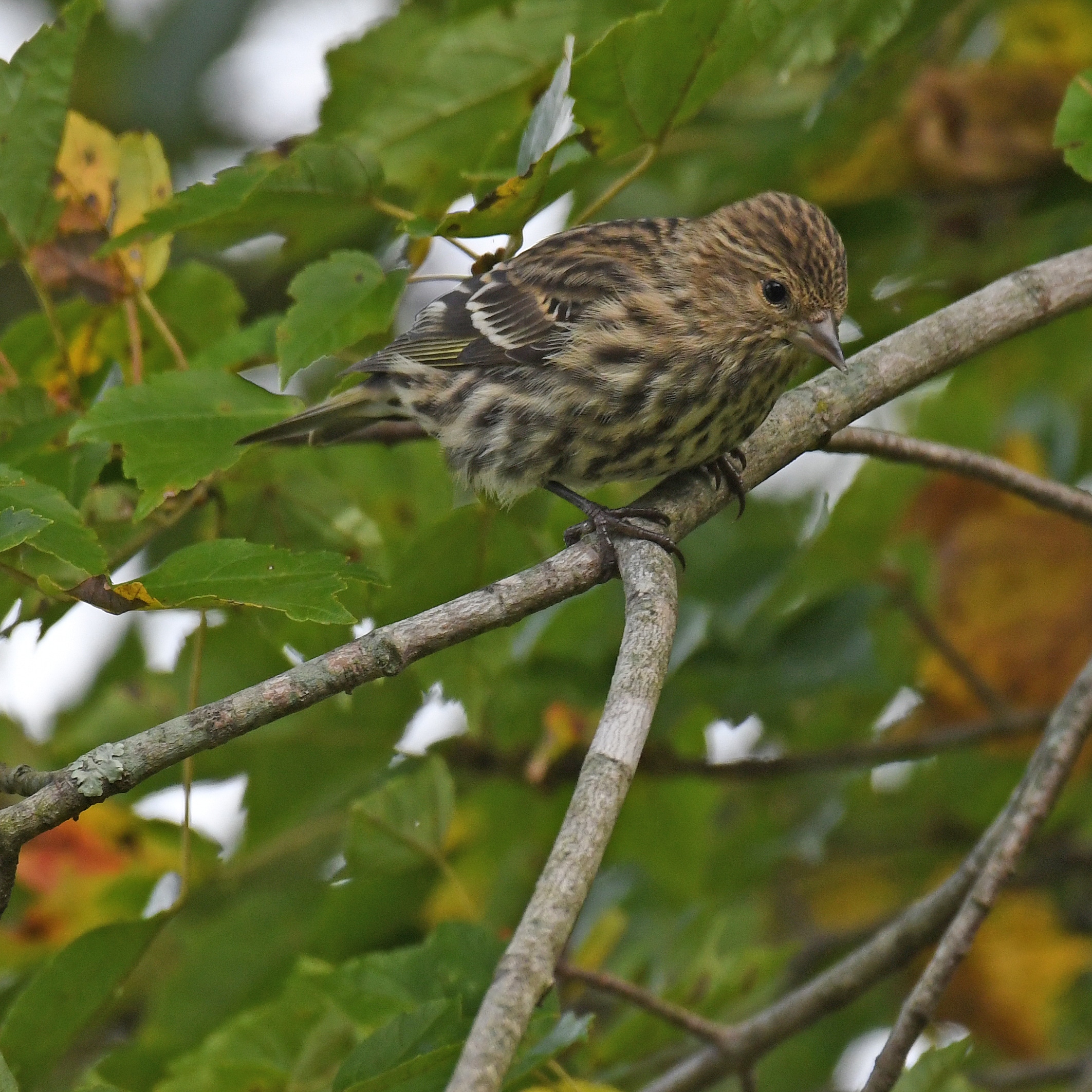 pine siskin lilian’s home 10.10.20 dsc 6596