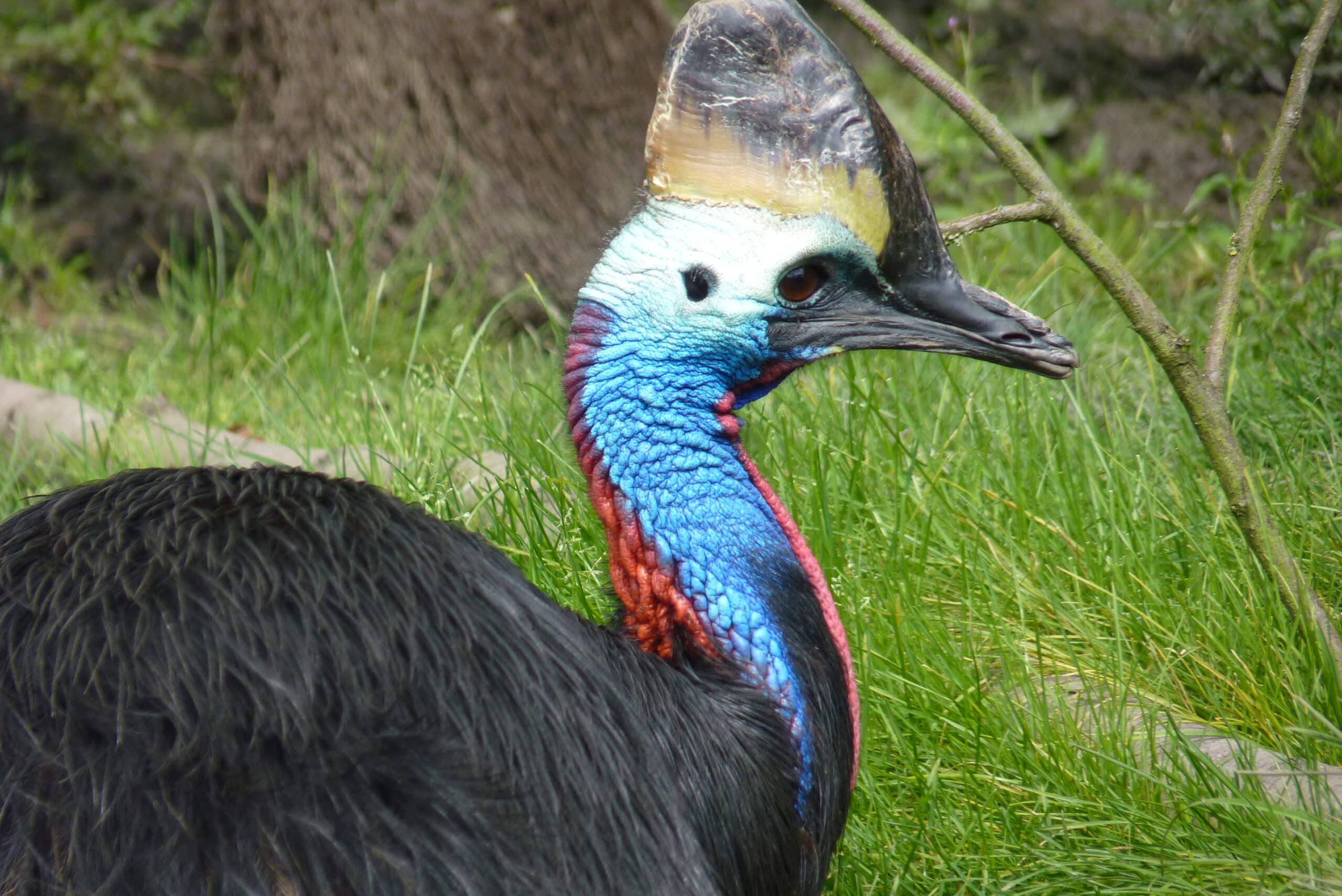 pairi daiza 2014, cassowary pairi daiza 2014, cassowary Cassowary