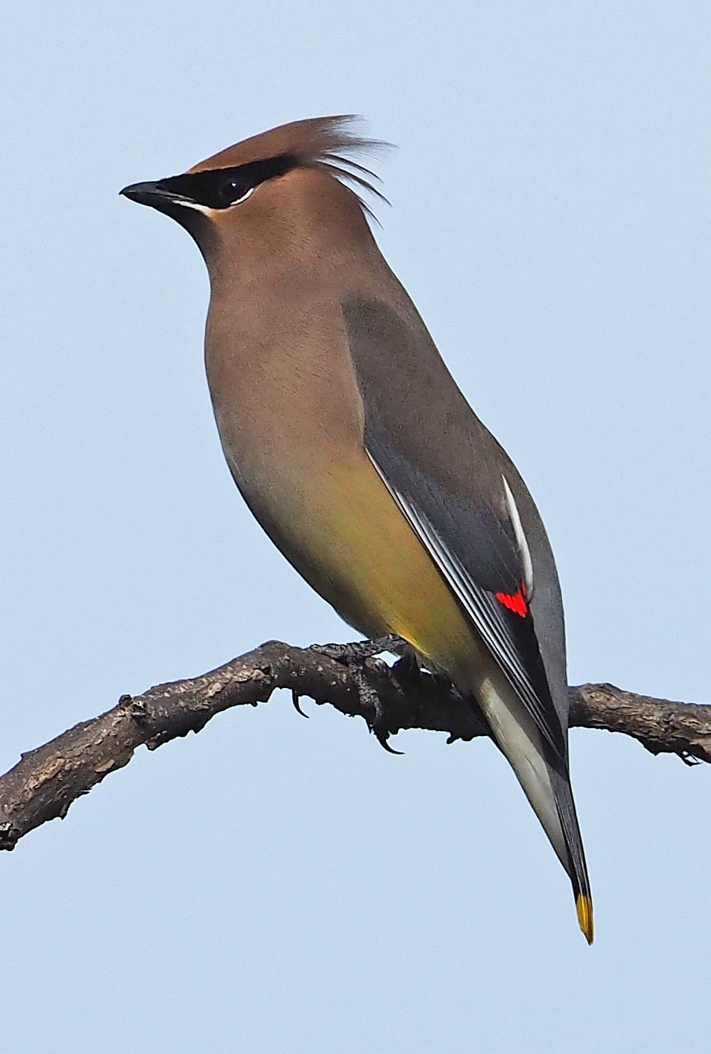 cedar waxwing bombycilla cedrorum, george washington’s birthplace national monument, colonial beach, virginia (39997434862) cedar waxwing bombycilla cedrorum, george washington’s birthplace national monument, colonial beach, virginia (39997434862)