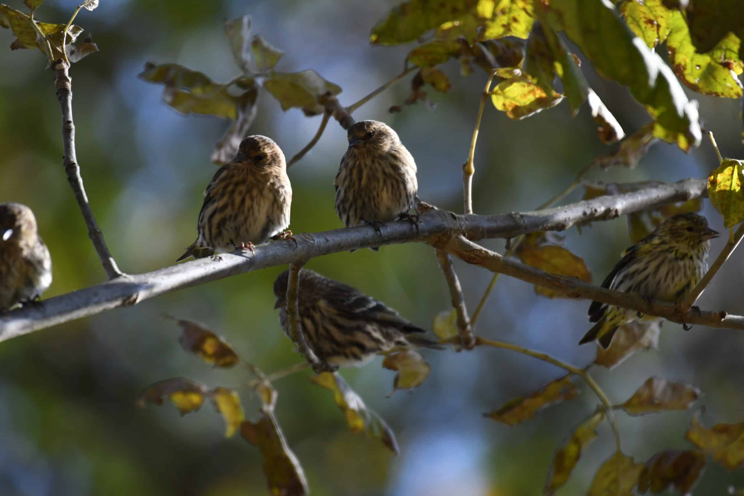 pine siskin turkey point 11.3.20 dsc 1403