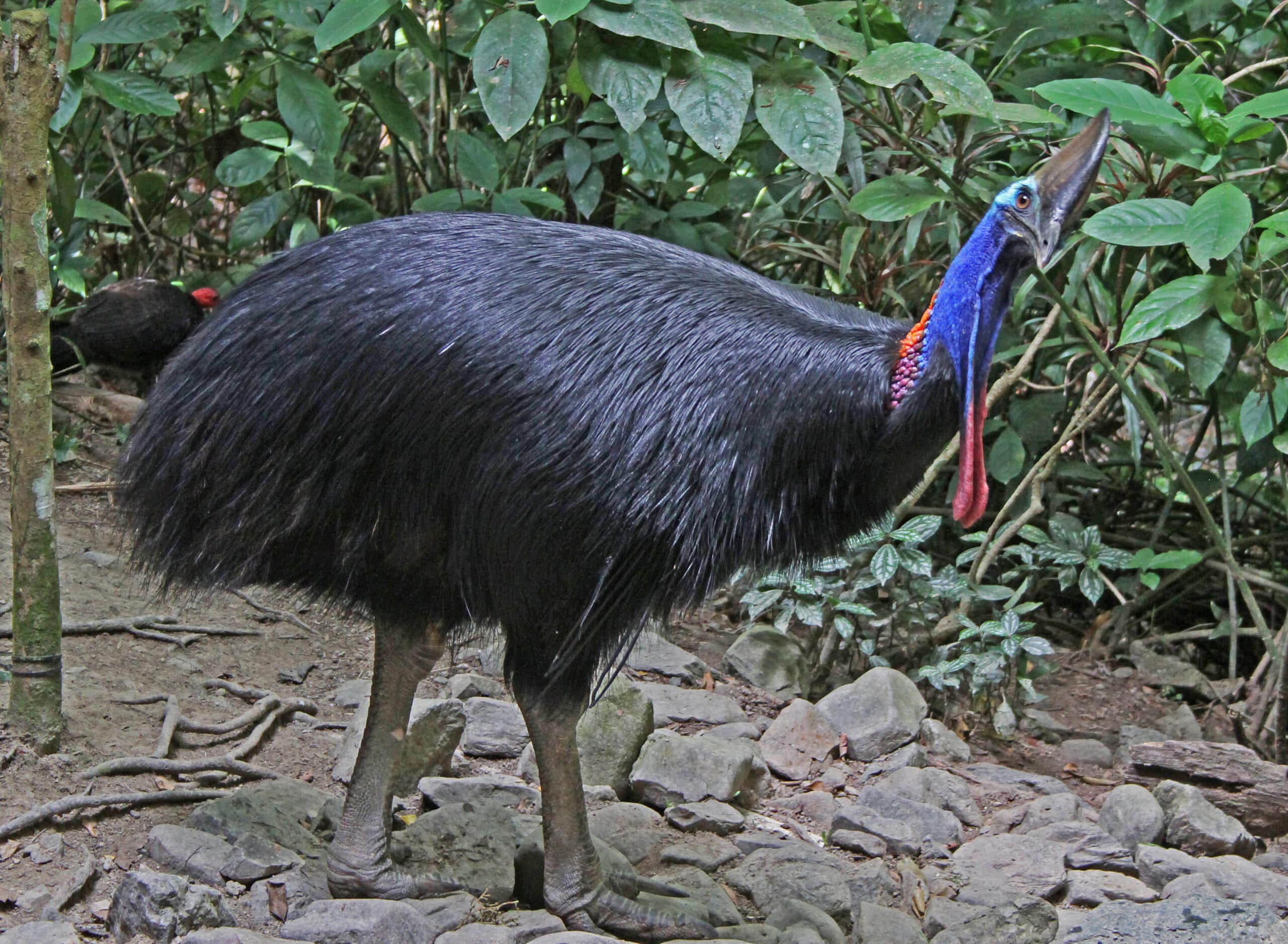 southern cassowary jcb southern cassowary jcb