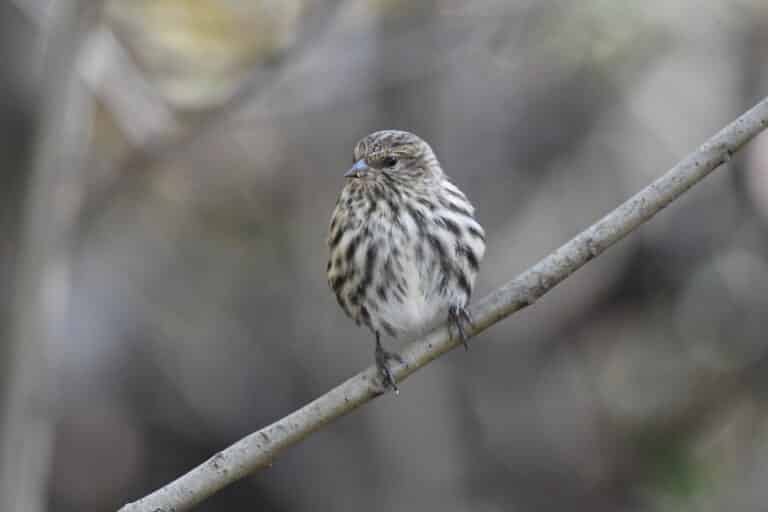 pine siskin turkey point 11.3.20 dsc 1274