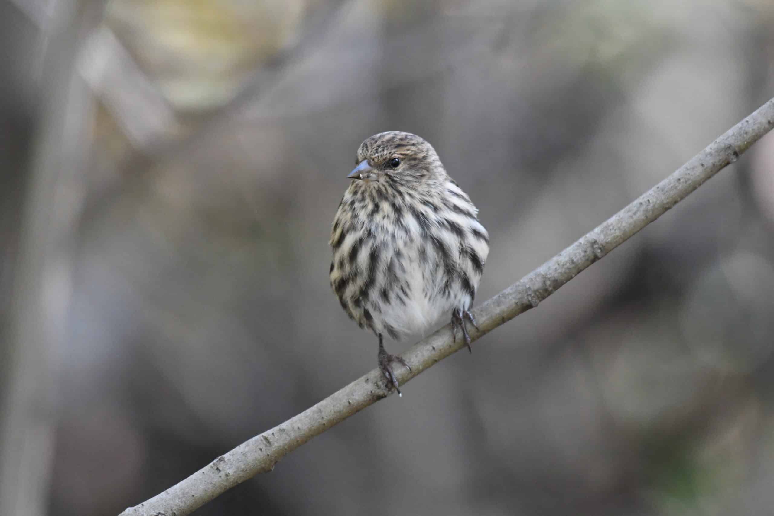 pine siskin turkey point 11.3.20 dsc 1274