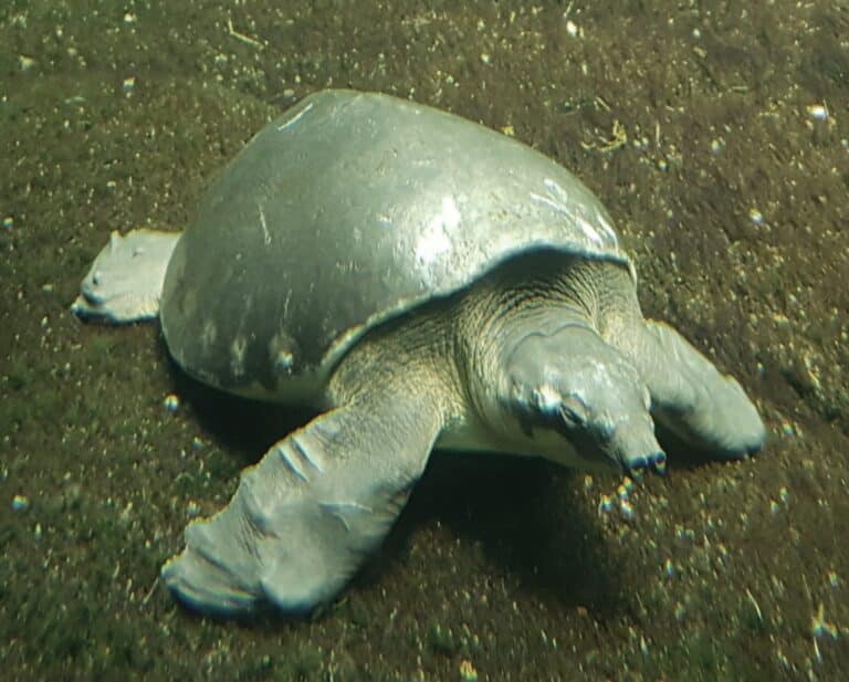 pig nosed turtle (carettochelys insculpta)