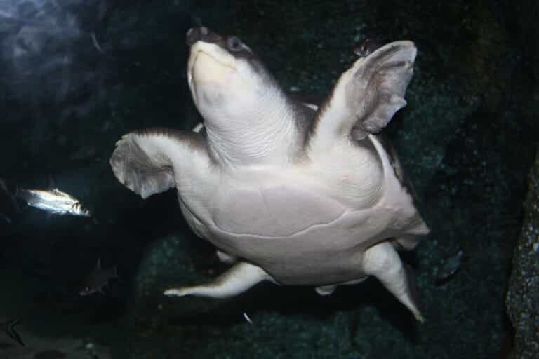 carettochelys insculpta 03