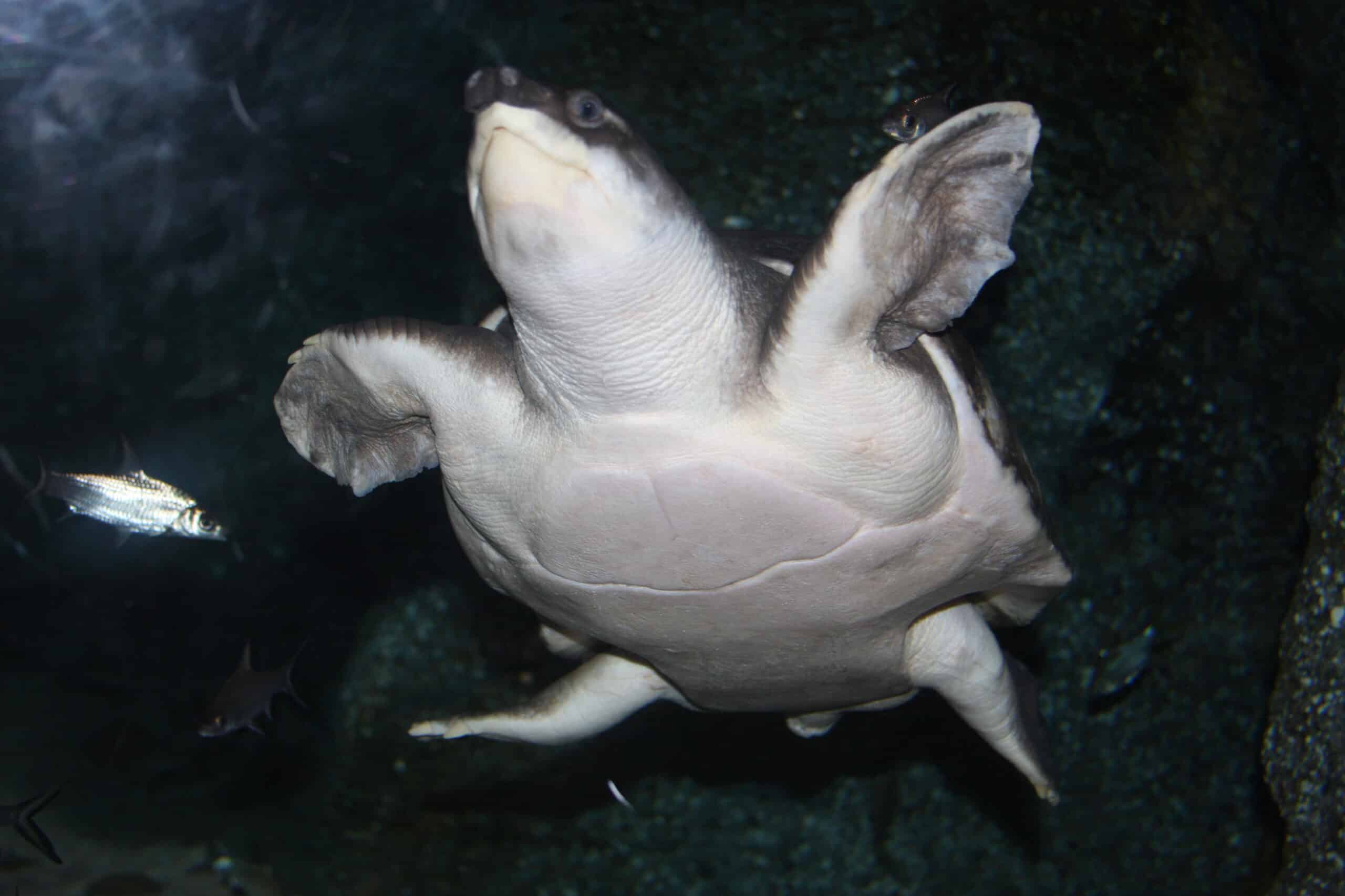 carettochelys insculpta 03