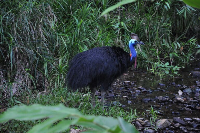cassowary 1 cassowary 1