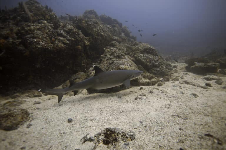 reef shark (2062040192)