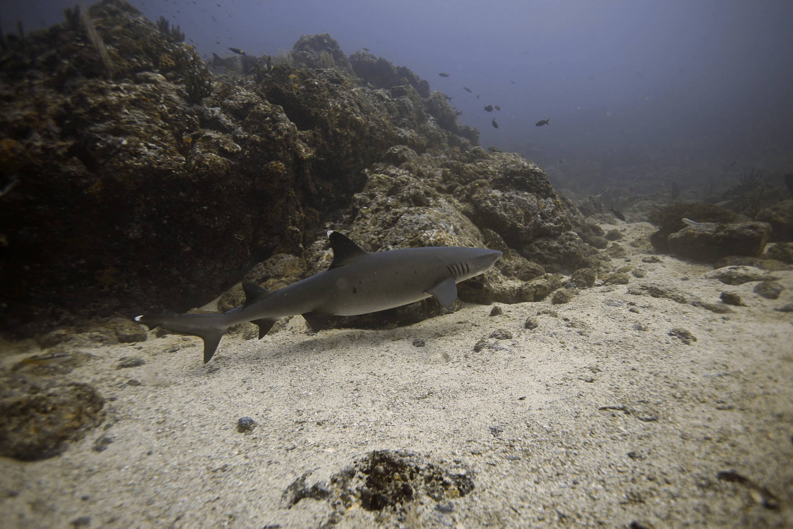 reef shark (2062040192)