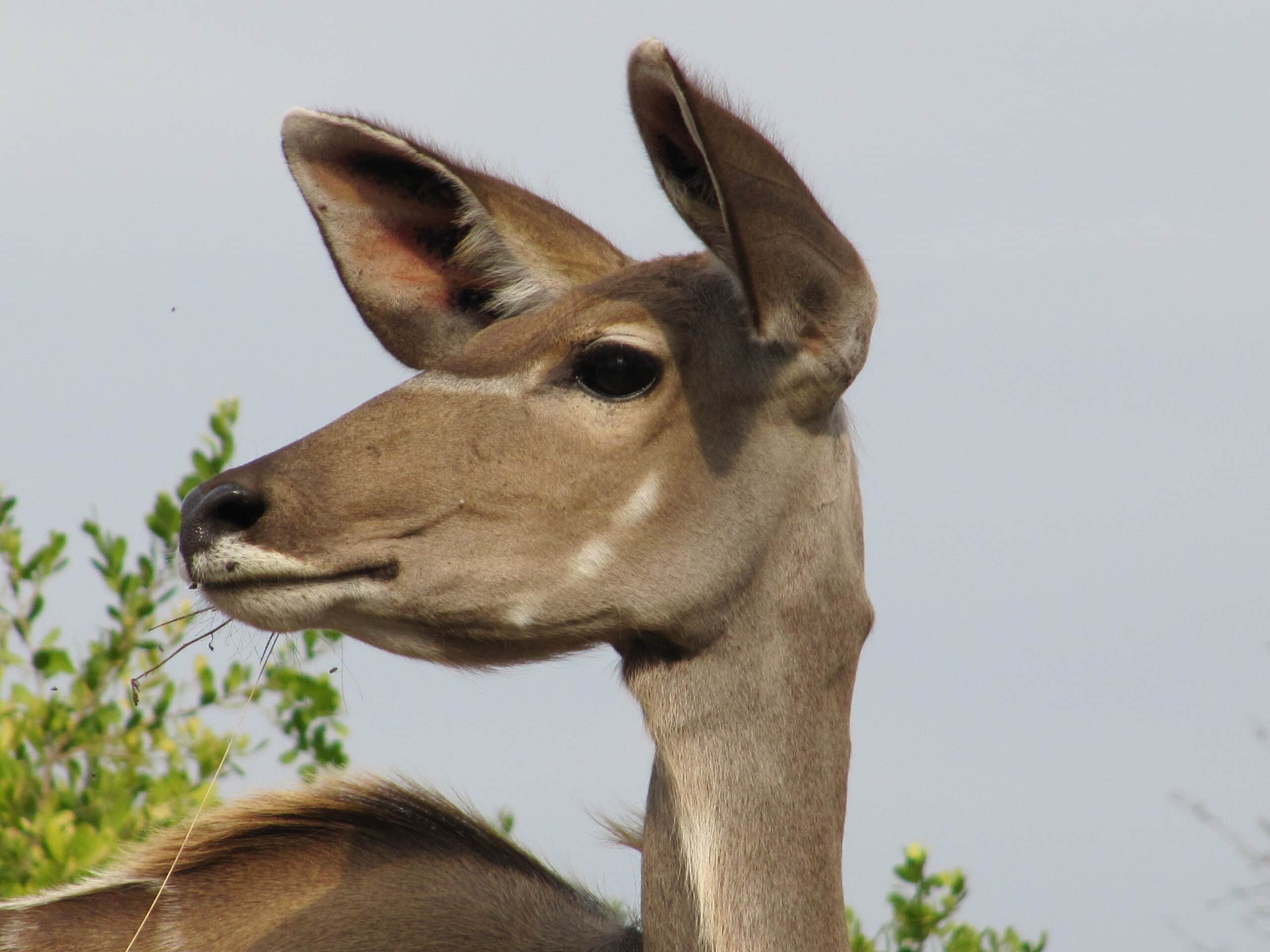 greater kudu face greater kudu face