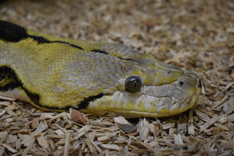 reptilarium du larzac malayopython reticulatus 01 reptilarium du larzac malayopython reticulatus 01
