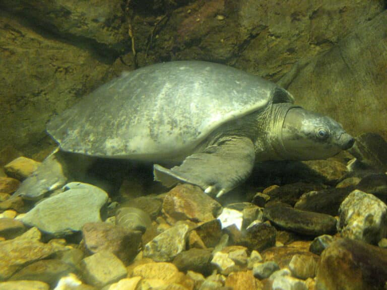 carettochelys insculpta, 2014 09 19
