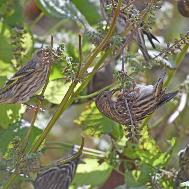 pine siskin turkey point 11.3.20 dsc 1367