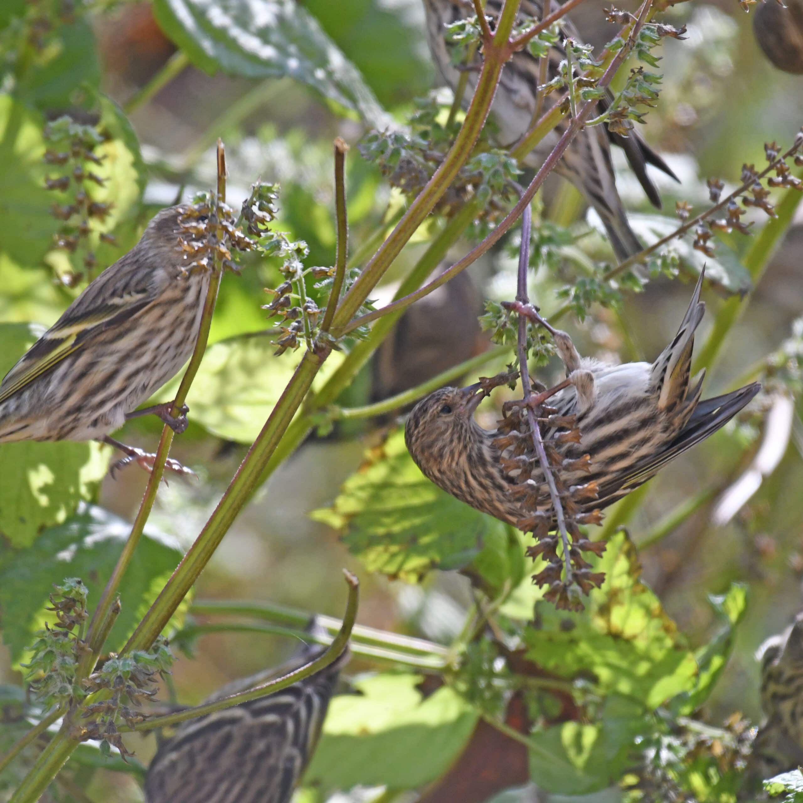 pine siskin turkey point 11.3.20 dsc 1367