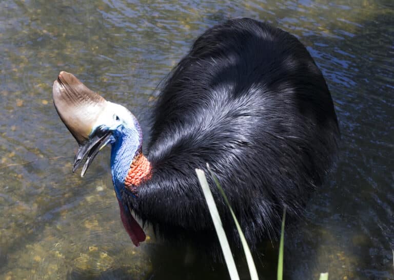 cassowary 1 (14949771444) cassowary 1 (14949771444)