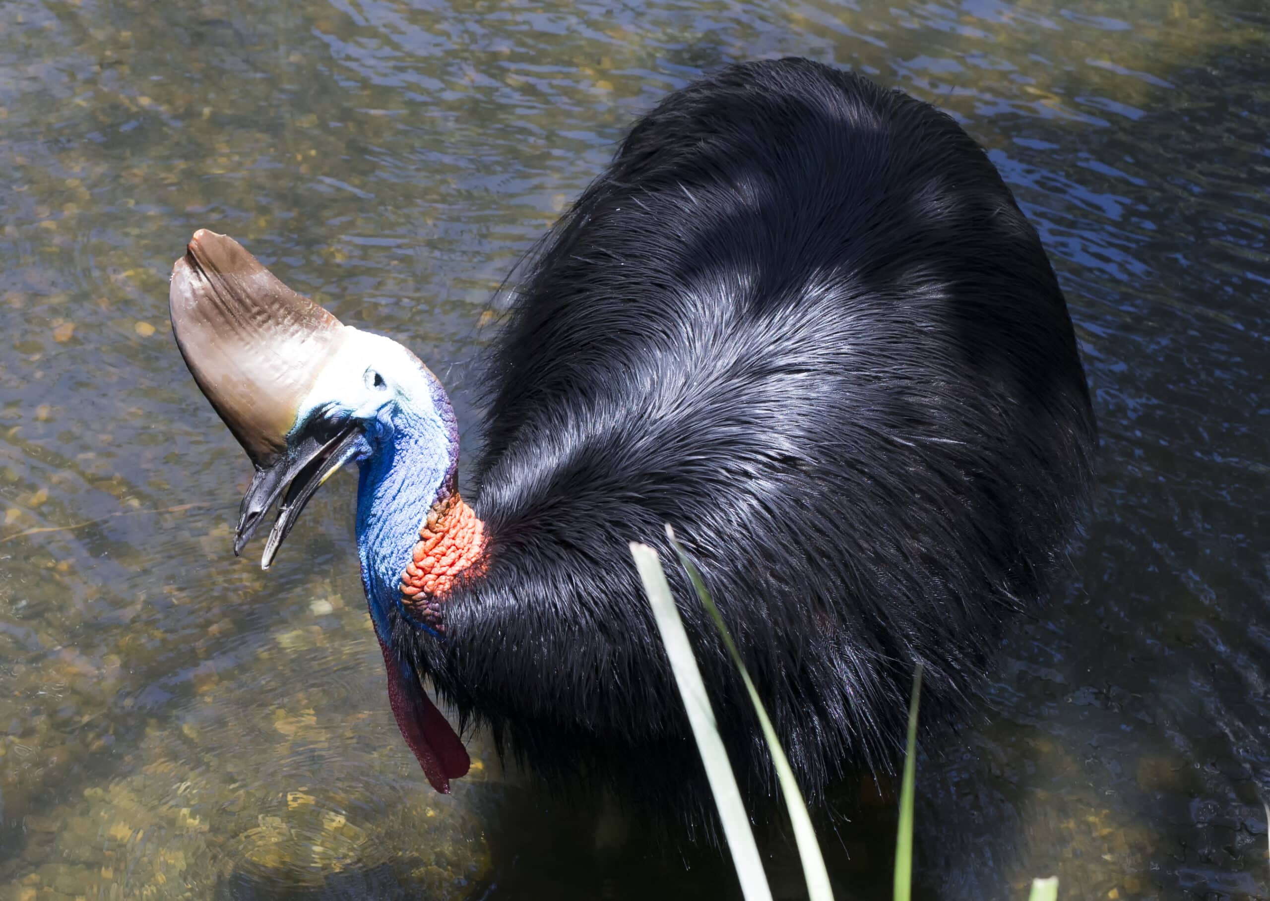 cassowary 1 (14949771444) cassowary 1 (14949771444)