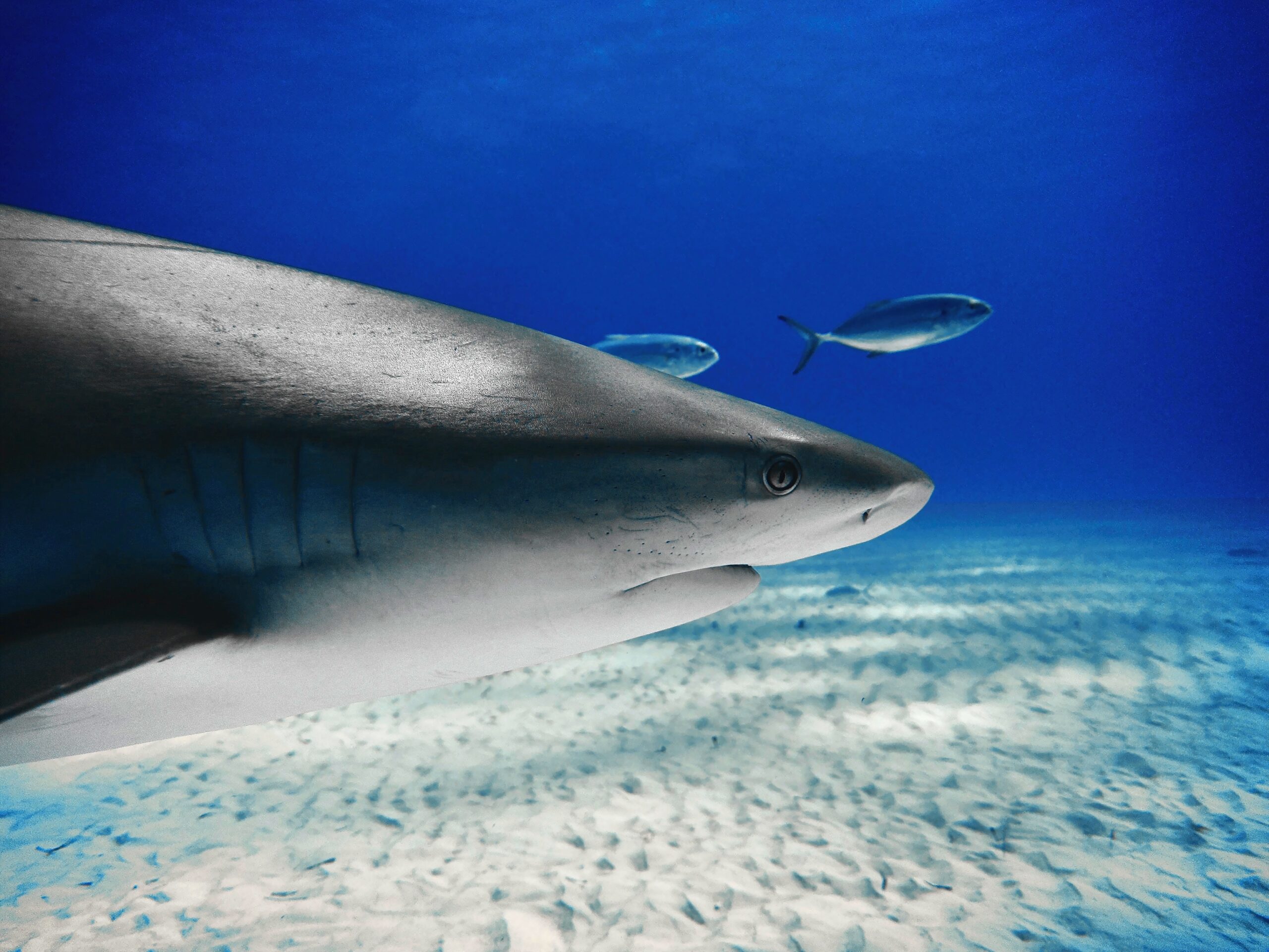 head close up of a caribbean reef shark at tiger beach, bahamas