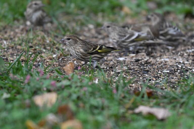 pine siskin lilian’s home 10.10.20 dsc 6243