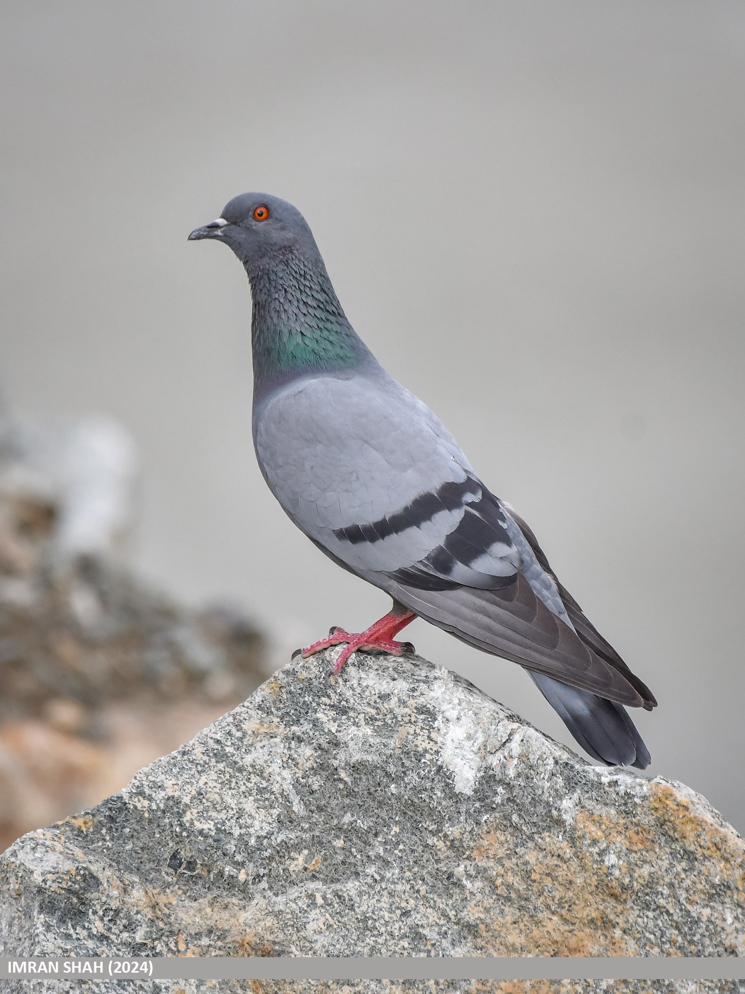 rock dove (columba livia), raikot, diamer, gilgit baltistan, pakistan (53928392228)