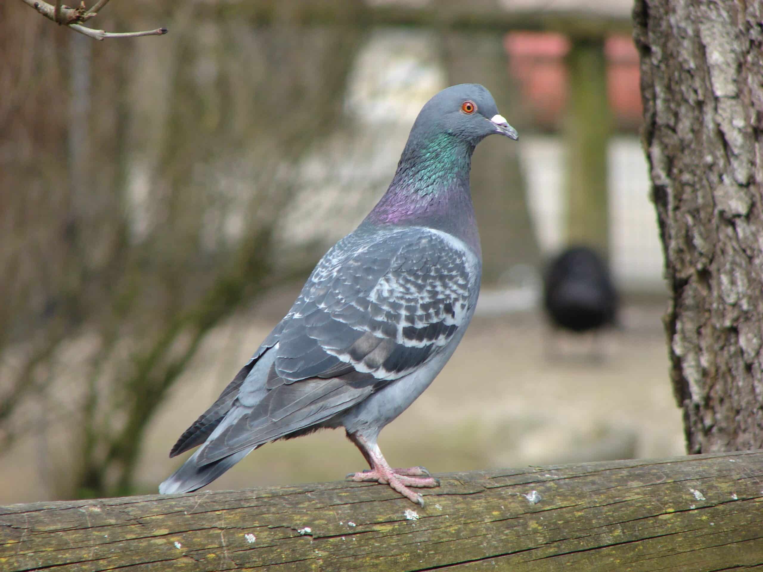 columba livia 02