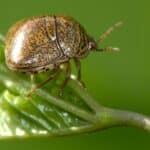Kudzu Bug