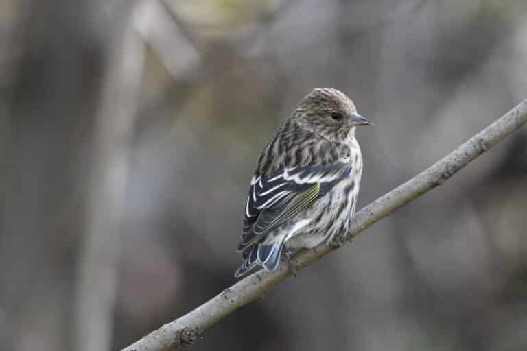 pine siskin turkey point 11.3.20 dsc 1249 Pine Siskin