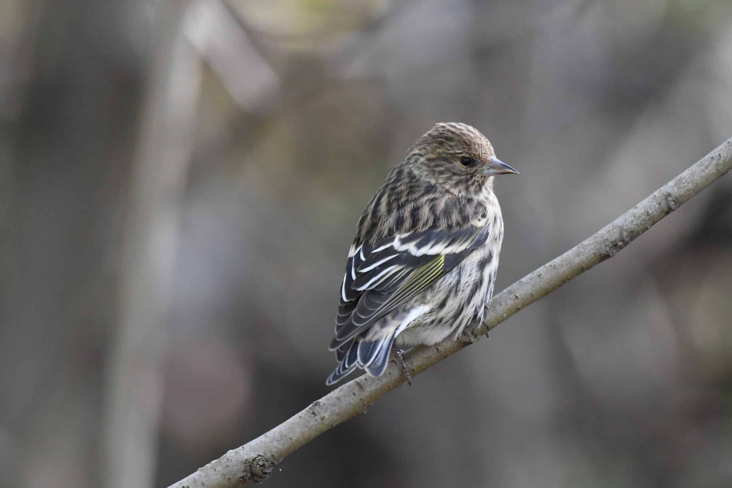 pine siskin turkey point 11.3.20 dsc 1249  Pine Siskin