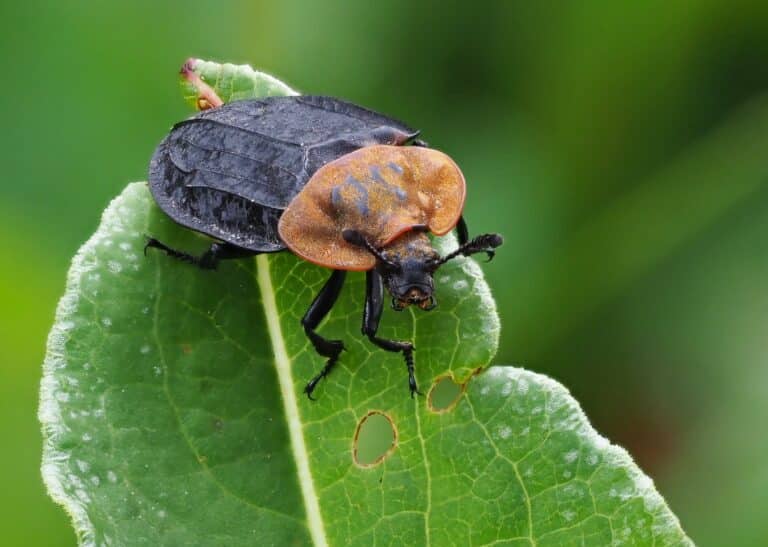 oiceoptoma thoracicum (silphidae), kräbach bei elsenborn, osbelgien (47931771161) oiceoptoma thoracicum (silphidae), kräbach bei elsenborn, osbelgien (47931771161) Carrion Beetle