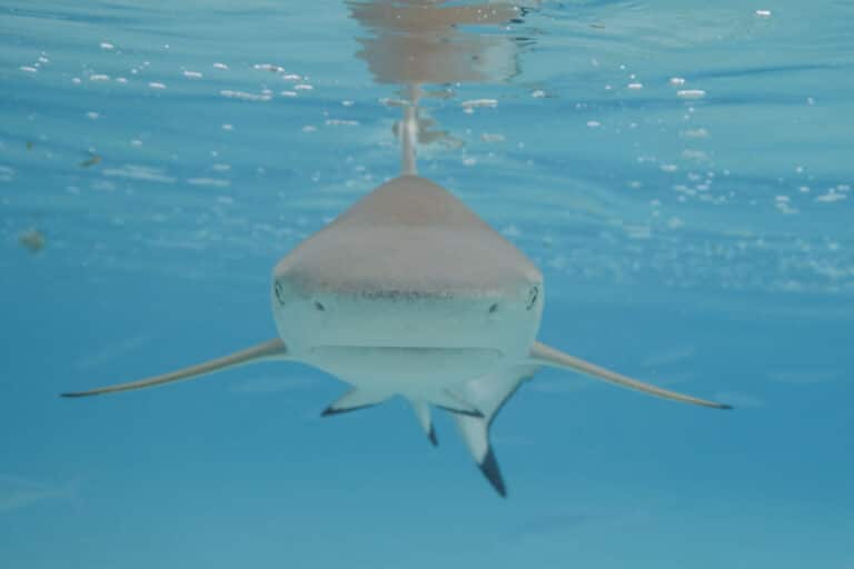 blacktip reef shark (carcharhinus melanopterus) moorea 4