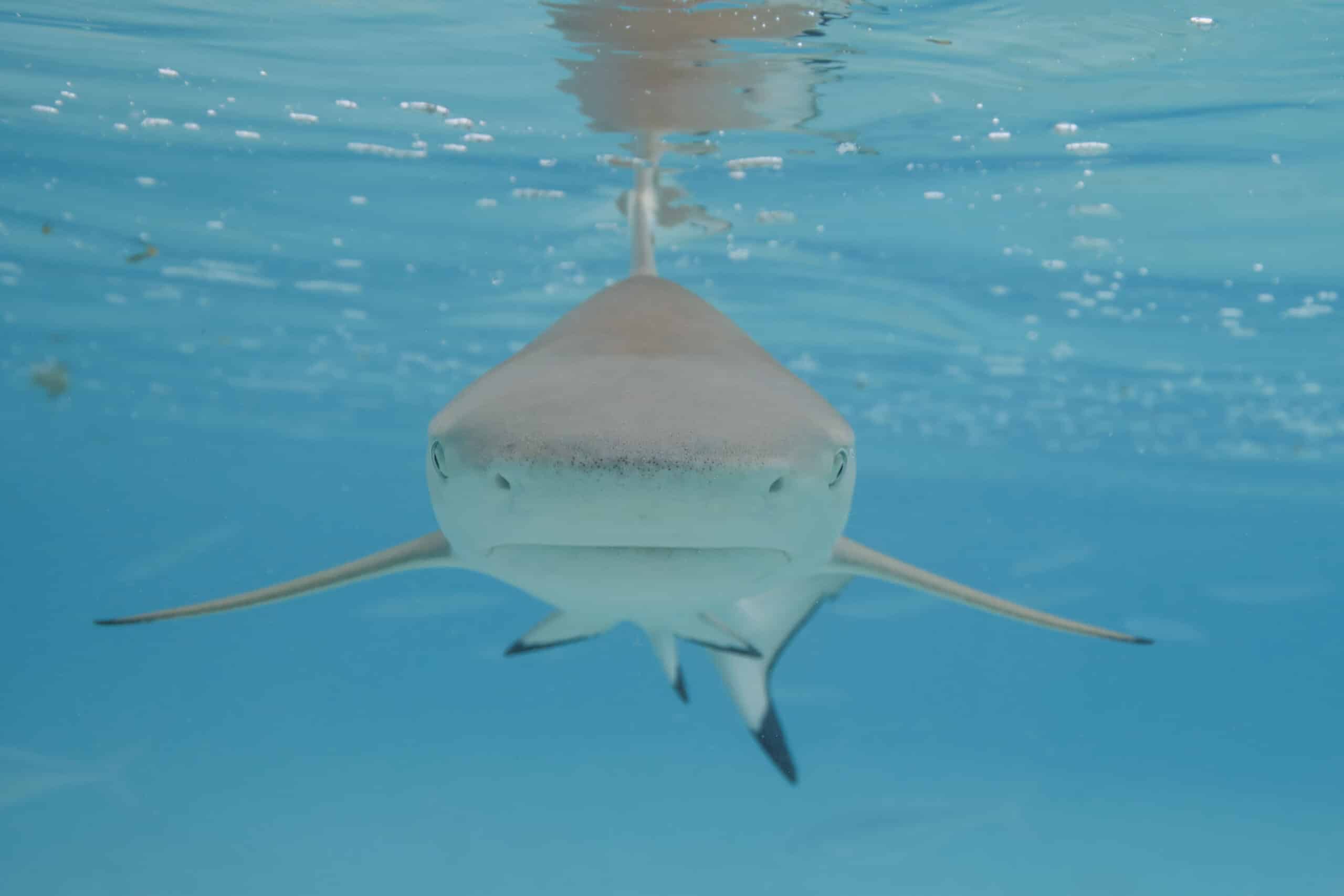blacktip reef shark (carcharhinus melanopterus) moorea 4