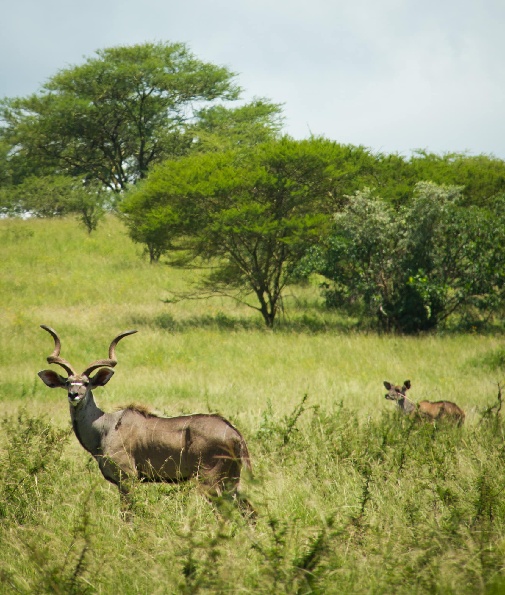 greater kudu (nechisar national park, ethiopia) greater kudu (nechisar national park, ethiopia)
