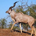 Kudu