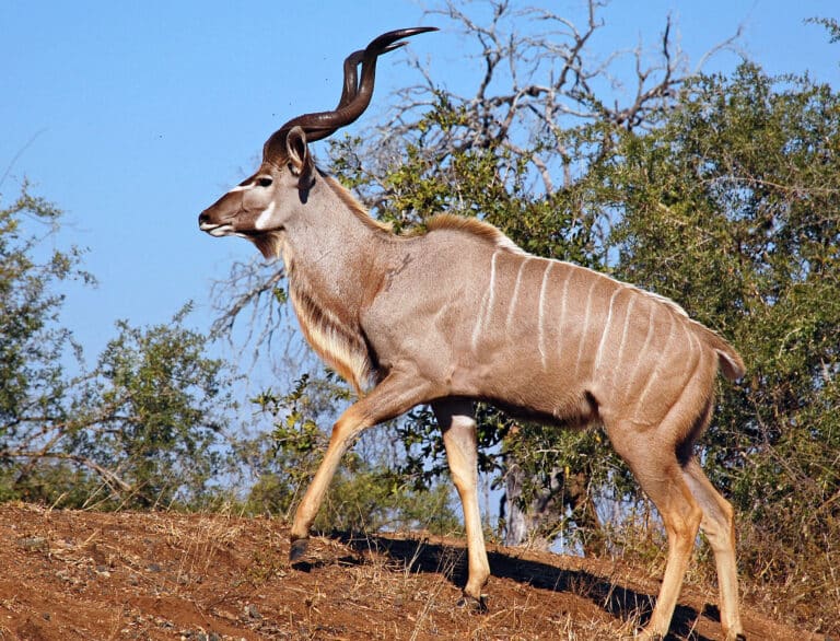 male greater kudu male greater kudu Kudu