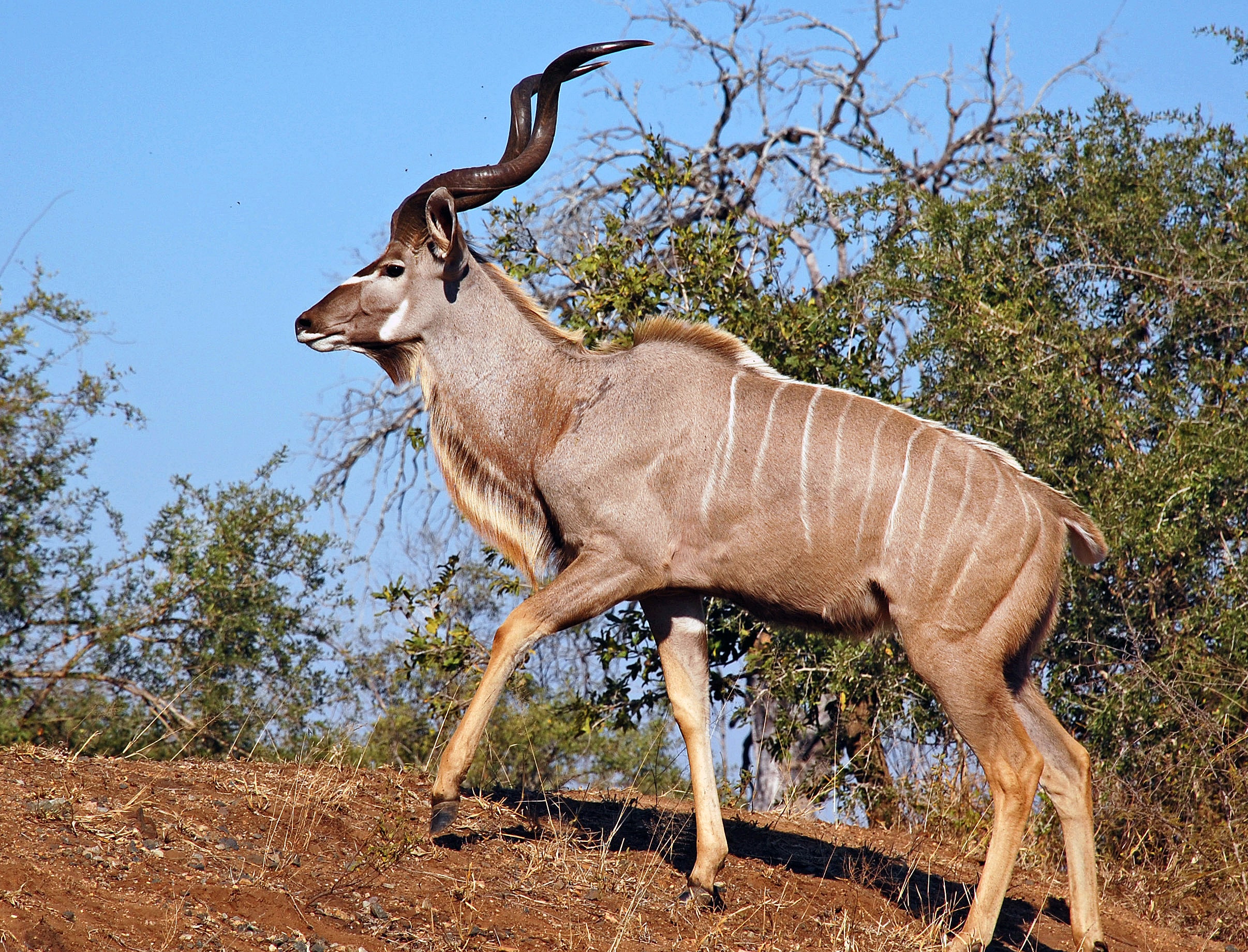 male greater kudu male greater kudu Kudu